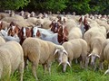 Κομισιόν για ευλογιά: Εξετάστε σοβαρά τον εμβολιασμό